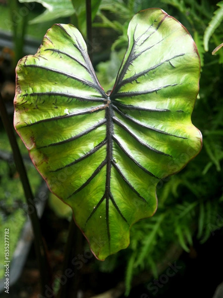 Fototapeta caladium bicolor and colorfull plant colocasia variegated leaf in pot house garden