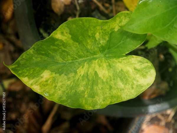 Fototapeta caladium bicolor and colorfull plant colocasia variegated leaf in pot house garden