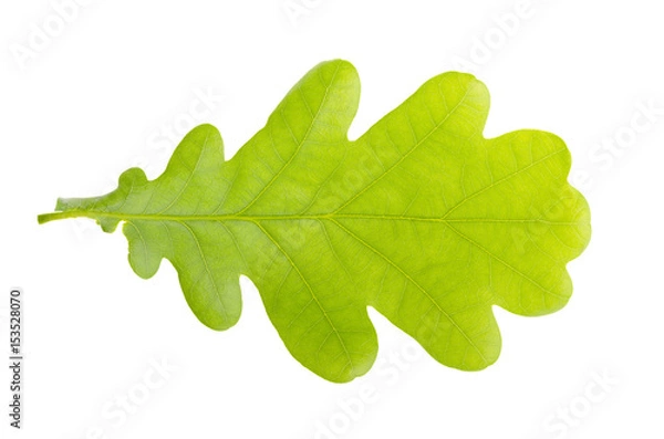 Fototapeta Oak leaf on white isolated background