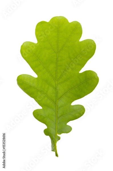 Obraz Oak leaf on white isolated background