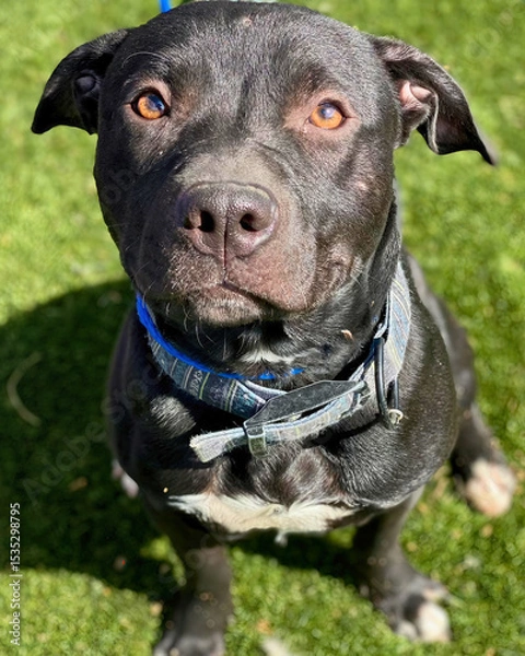 Obraz Black Pit Bull Terrier Sitting in Sunlight