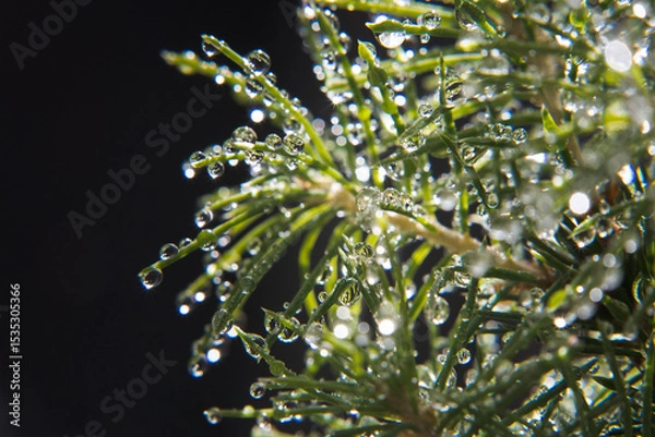 Fototapeta Green spruce needles wet with dew.
