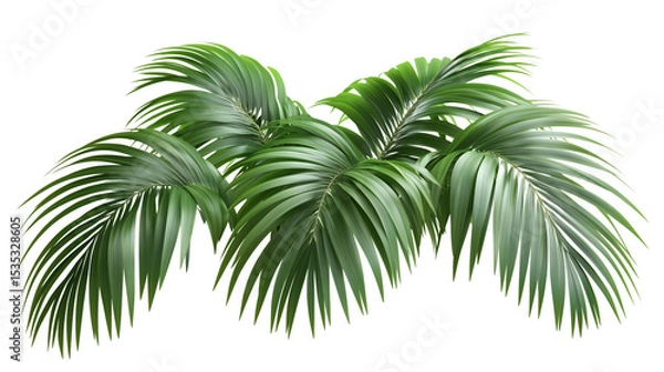 Fototapeta Palm tree, tropical leaves, palm leaves, a green palm tree with long branches, long branches, palm tree covered in leaves, palm tree with green canopy, on a transparent backgrounds