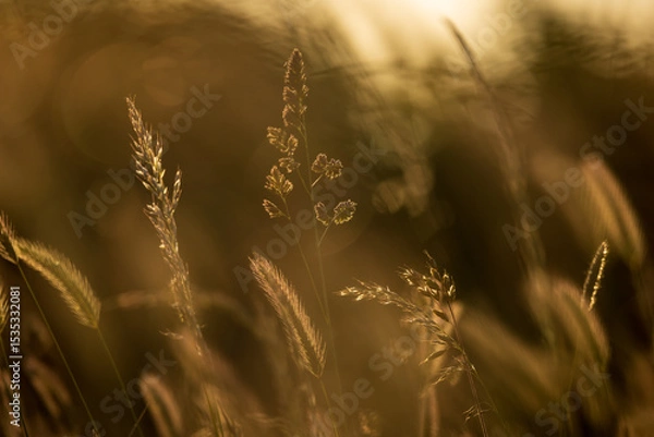 Obraz A close up of wild grasses in the Sussex countryside at sunset, with a shallow depth of field