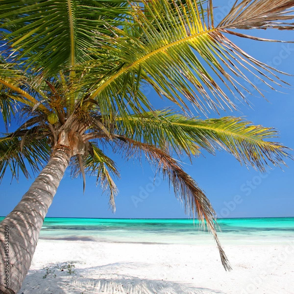 Fototapeta Tropical Serenity: Graceful Palm Over Pristine Caribbean Waves