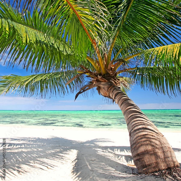 Fototapeta Breathtaking Caribbean Paradise: Curved Palm Embracing Turquoise Waters