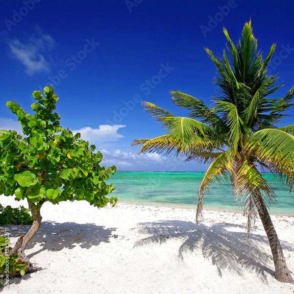 Fototapeta tropical Harmony: A Majestic Palm and a Caribbean Tree by the Crystal-Clear Sea