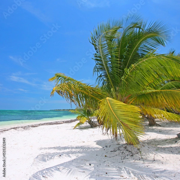 Fototapeta Graceful Palm Swaying in the Breeze by the Turquoise Sea