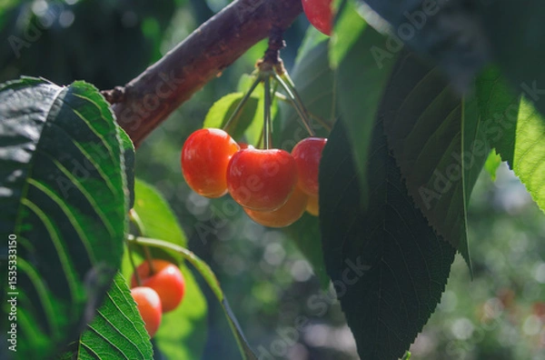 Fototapeta orange cherry berries in the sunlight on a branch with green leaves