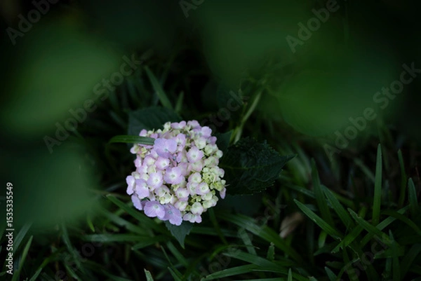 Obraz 梅雨闇の紫陽花の花