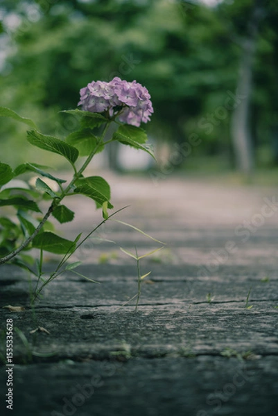 Obraz 梅雨闇の紫陽花の花