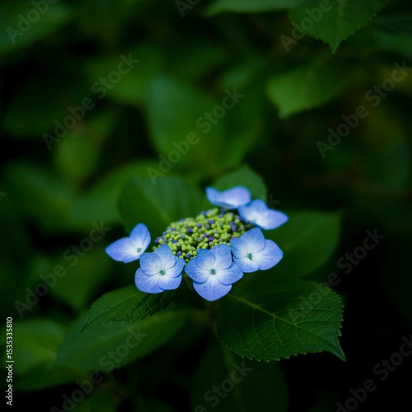 Obraz 梅雨闇の紫陽花の花