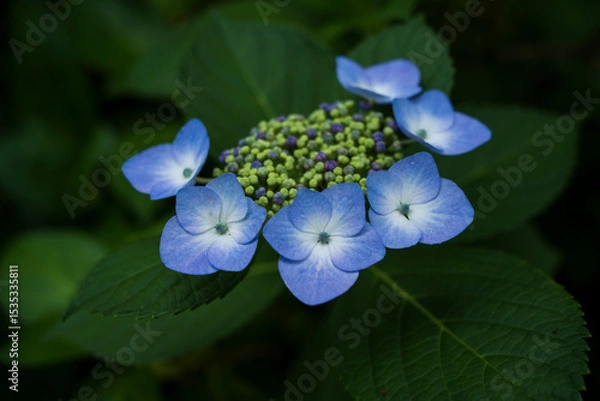 Obraz 梅雨闇の紫陽花の花