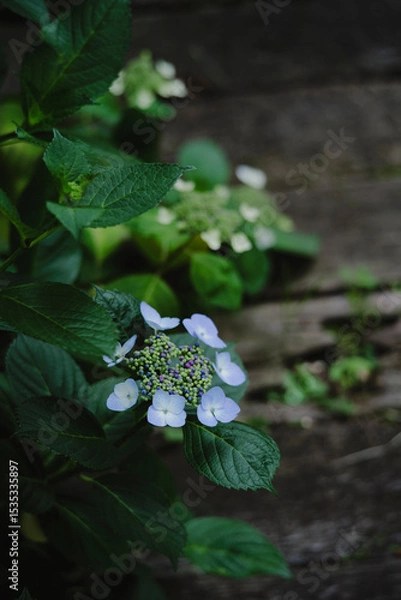 Obraz 梅雨闇の紫陽花の花