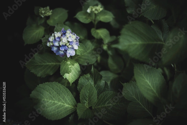 Obraz 梅雨闇の紫陽花の花