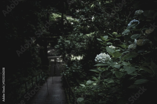 Obraz 梅雨闇の紫陽花の花
