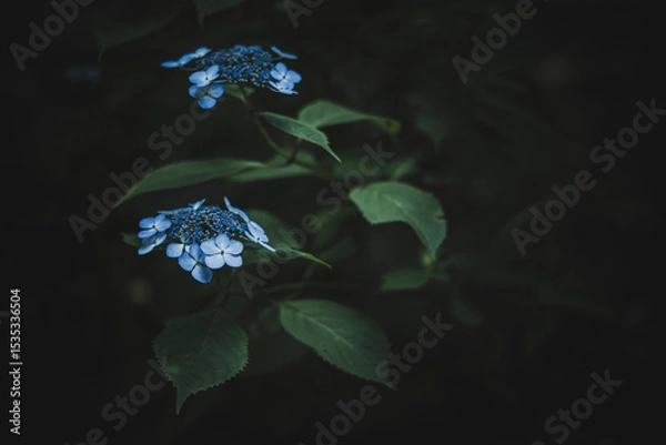 Obraz 梅雨闇の紫陽花の花