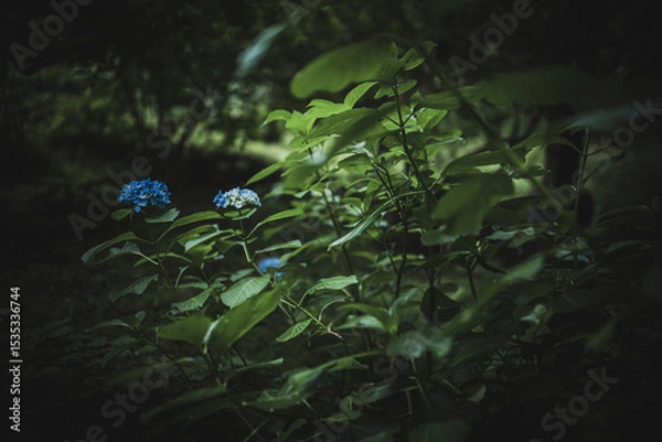 Obraz 梅雨闇の紫陽花の花