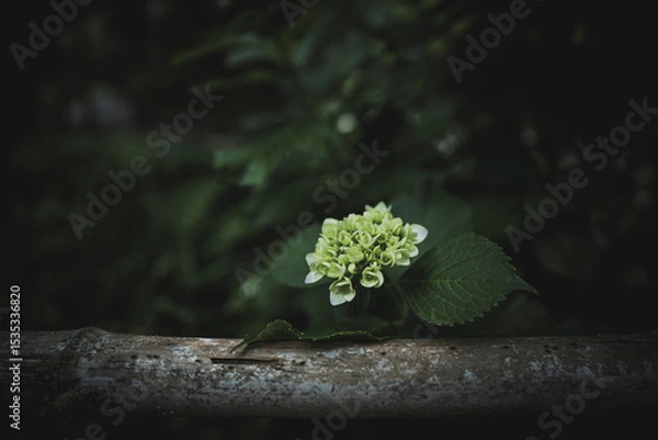 Obraz 梅雨闇の紫陽花の花