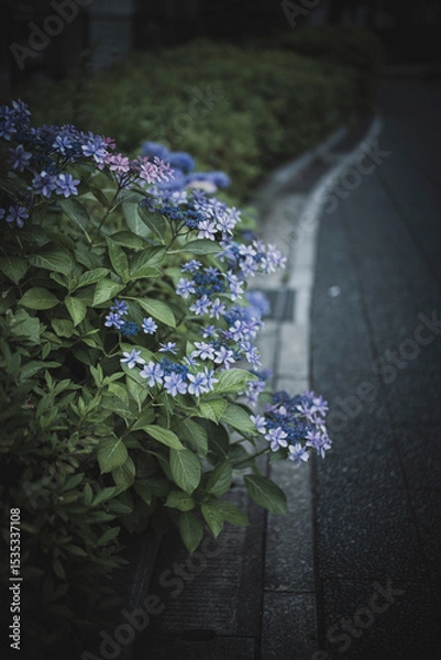 Obraz 梅雨闇の紫陽花の花