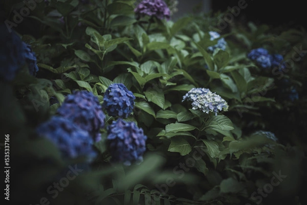 Obraz 梅雨闇の紫陽花の花