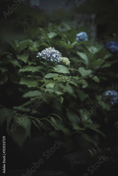 Obraz 梅雨闇の紫陽花の花