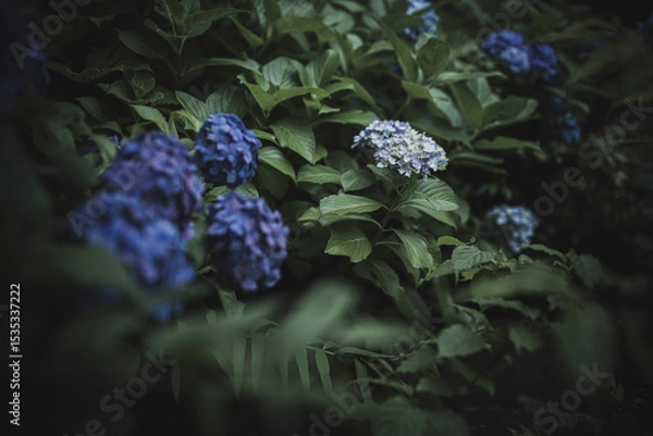 Obraz 梅雨闇の紫陽花の花