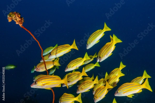 Obraz Bluestripe Snapper (Lutjanus kasmira)