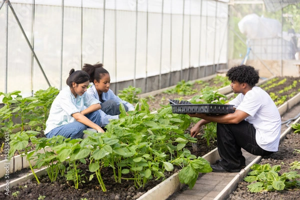 Fototapeta group of multi-ethnic agricultural students are learning about the care and harvesting of vegetable crops in a greenhouse.