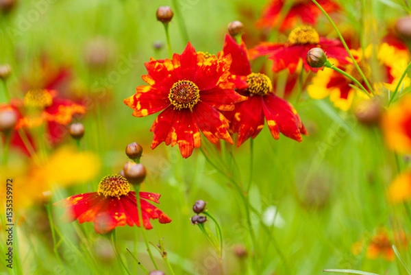Fototapeta 家庭菜園で咲いた綺麗なキバナコスモス