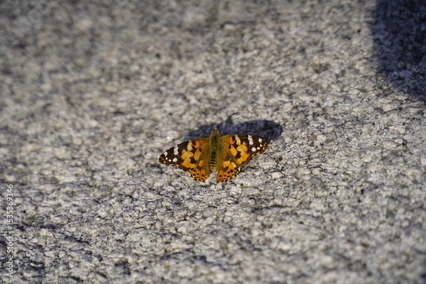 Fototapeta 바위와 호랑나비