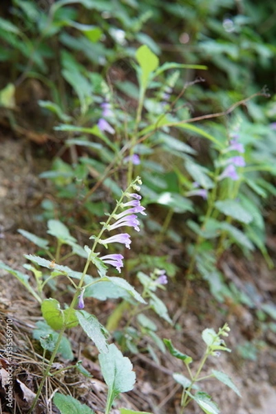 Fototapeta 북한산 칼바위능선 식물
