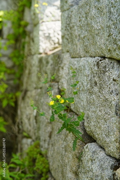 Fototapeta 북한산 칼바위능선 식물