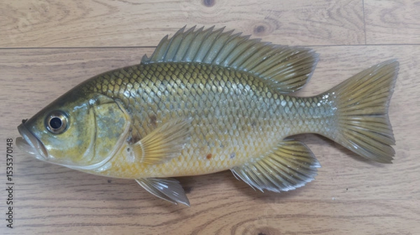 Obraz Fish Snakeskin gourami - Trichogaster pectoralis from the natural river. It is popularly used for beheading pickled in salt, dried, and cooked by deep-frying on the wooden floor.