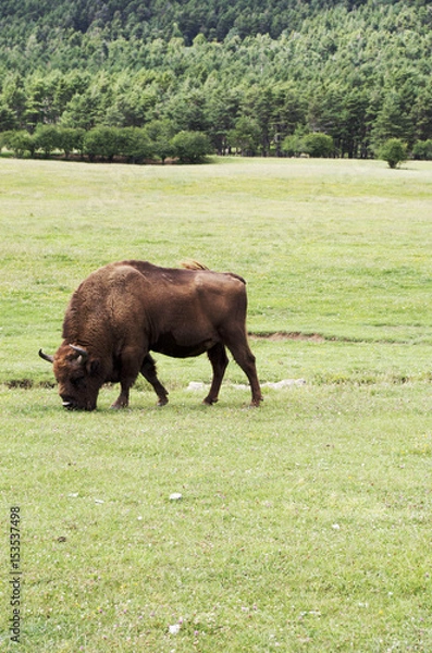 Fototapeta Buffalo