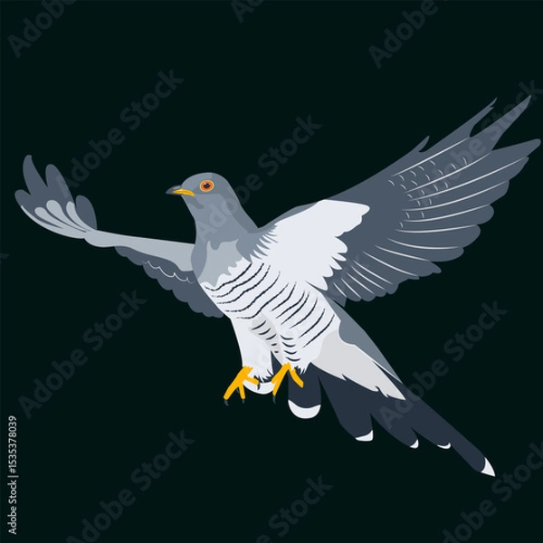 Fototapeta Vector illustration of a cuckoo in flight on a dark background.
