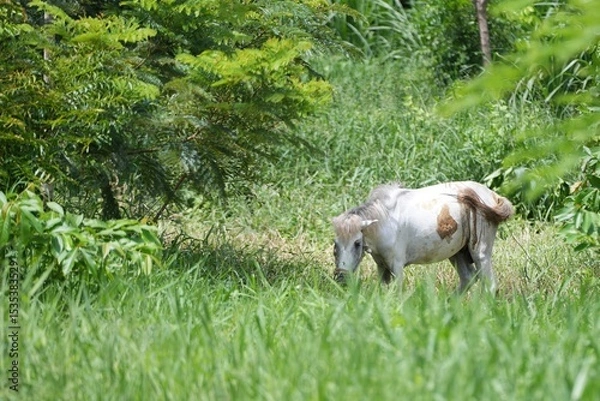 Obraz A white horse standing in a lush green meadow surrounded by nature and forestnature, tranquility, and countryside living