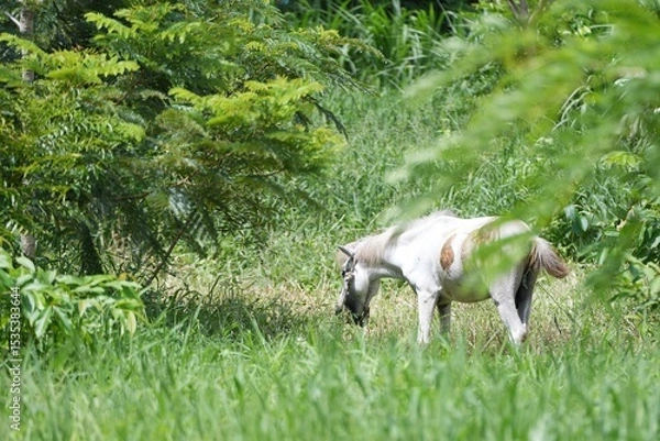 Obraz A white horse standing in a lush green meadow surrounded by nature and forestnature, tranquility, and countryside living