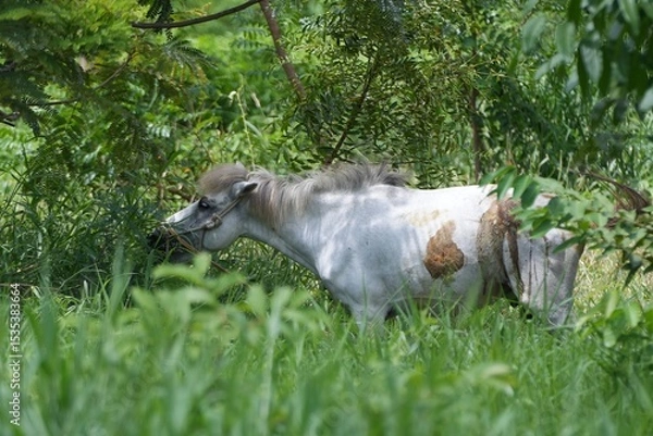 Obraz A white horse standing in a lush green meadow surrounded by nature and forestnature, tranquility, and countryside living