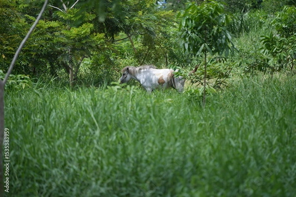 Obraz A white horse standing in a lush green meadow surrounded by nature and forestnature, tranquility, and countryside living