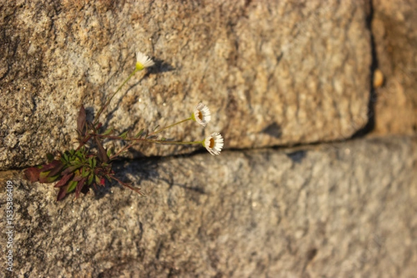 Obraz Small flowers growing on a stone wall