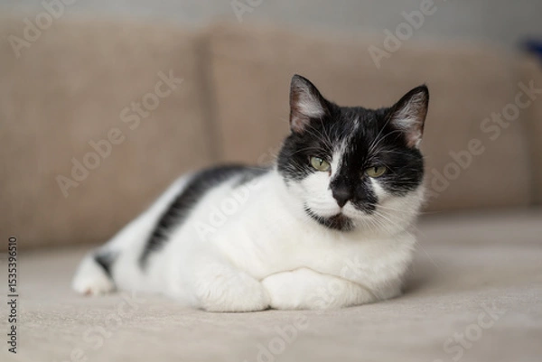 Fototapeta Black And White Cat Relaxing Comfortably On A Couch In A Cozy Home Environment