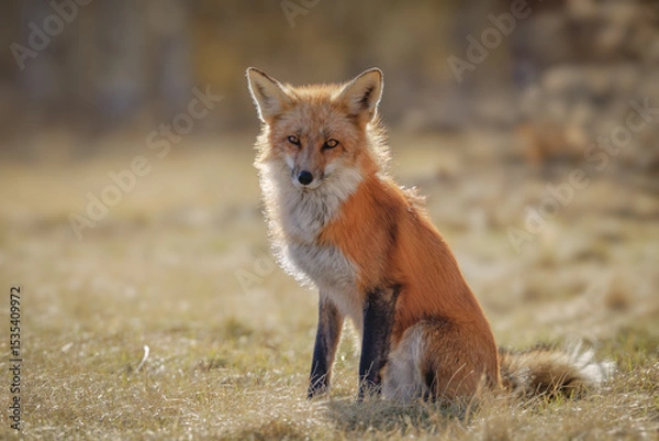 Obraz Red fox standing against a warm background 