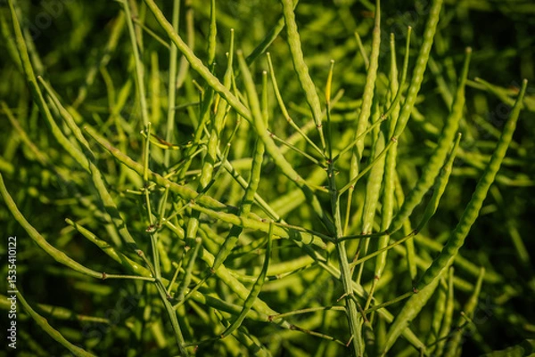 Fototapeta A close view of a rapeseed crop with numerous green seed pods growing upright in dense foliage under strong natural sunlight.