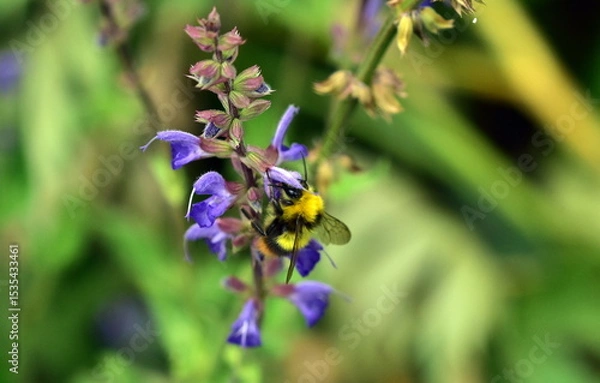 Obraz Junge Hummel an einem Steppen-Salbei