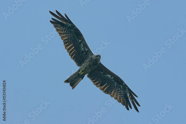 Obraz Black Kite