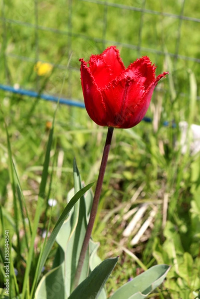 Obraz Red tulip flower with fringe on petal tips in grass on sunny spring day in garden - vertical color photo, close-up