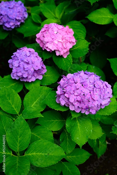 Fototapeta 梅雨に咲く紫陽花