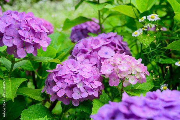 Fototapeta 梅雨の晴れ間に咲く紫陽花