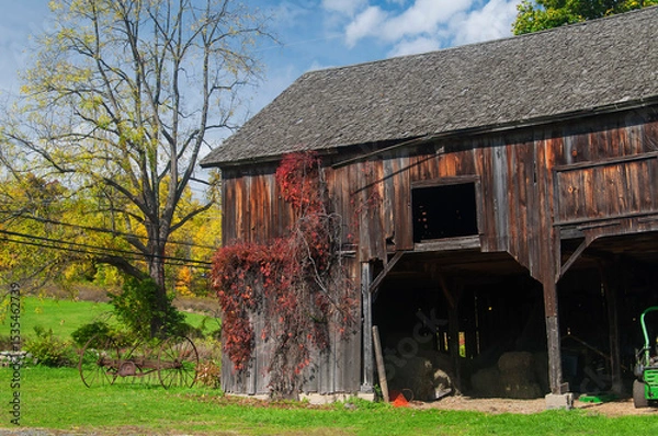 Obraz a wooden new england barn covered in a bittersweet vine in autumn